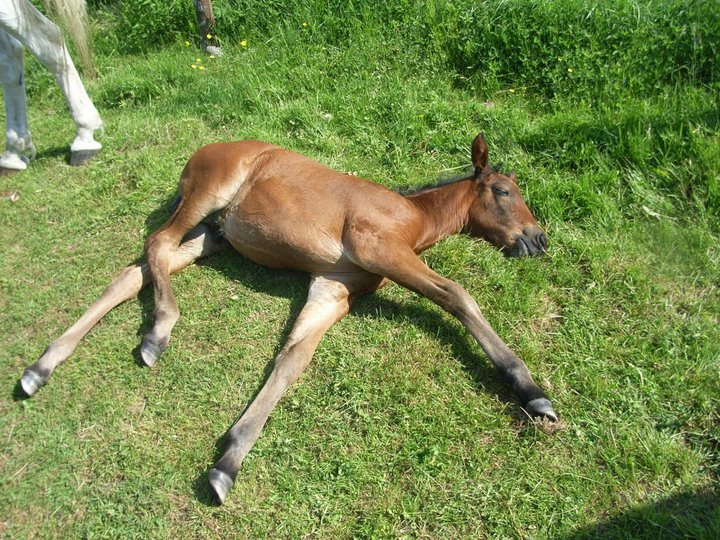 38809_475265978905_4958512_n