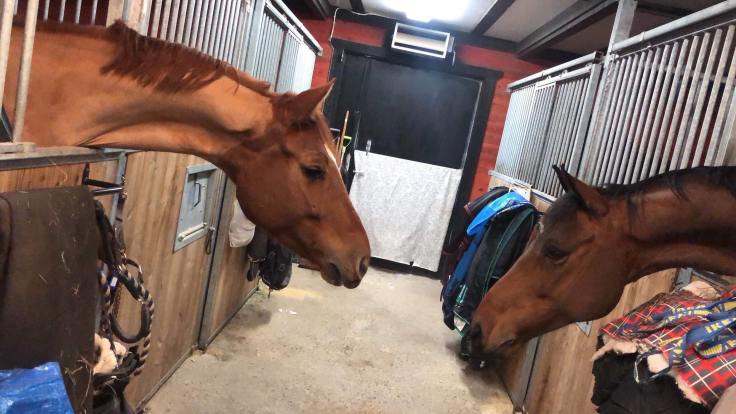 52908285_398407724067914_1989764305632886784_n