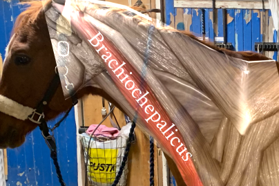 7c76edb4-a52b-47d8-838c-ceda6785d15b